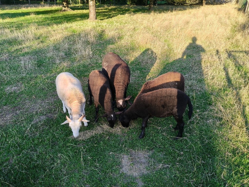 Schapen, Dieren en Toebehoren, Meerdere dieren, Schaap, 0 tot 2 jaar