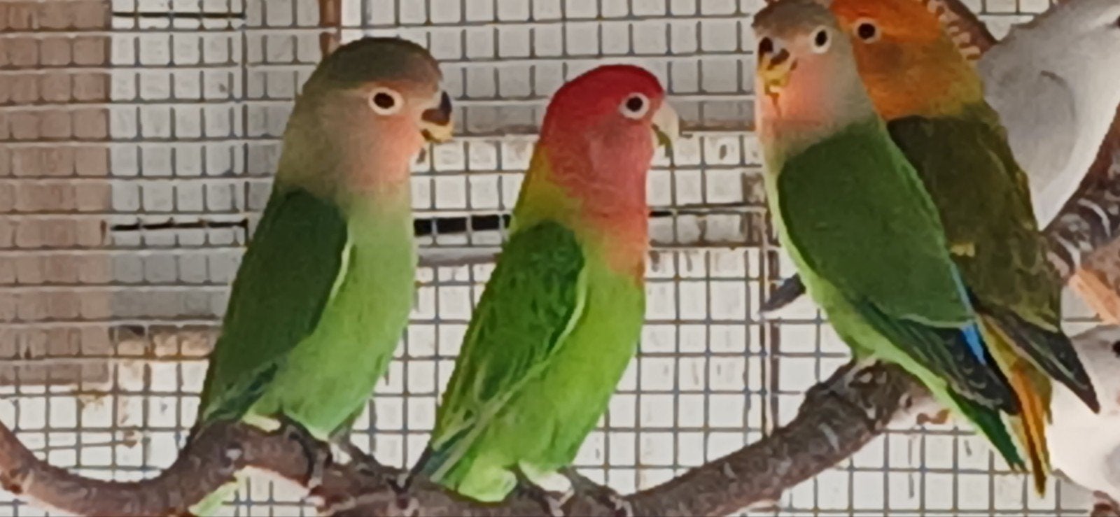 dwergpapegaai, Geslacht onbekend, Dwergpapegaai of Agapornis