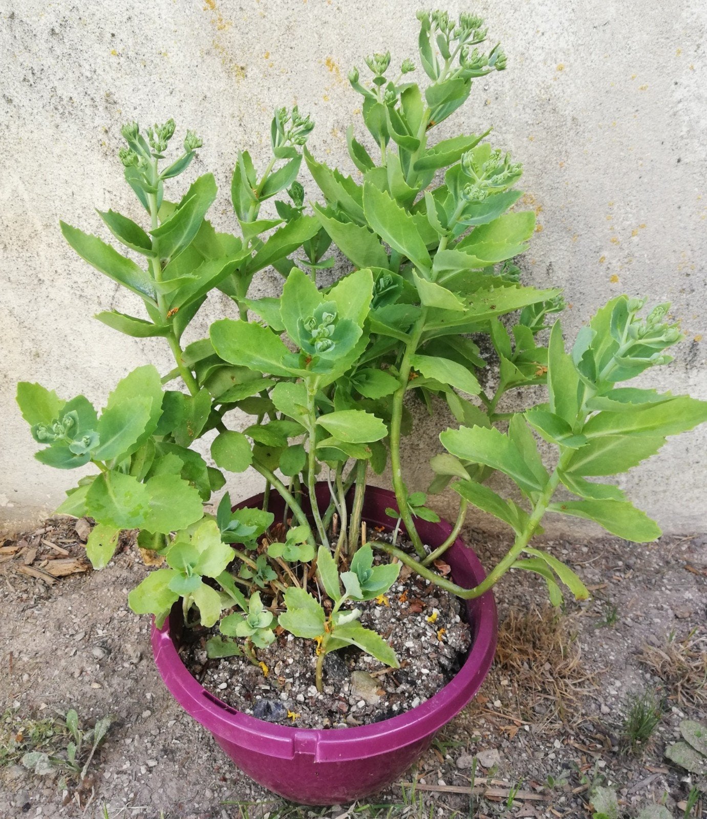 Pink Spectabile Sedum, Tuin en Terras, Planten | Tuinplanten, Ophalen, Zomer, Vaste plant