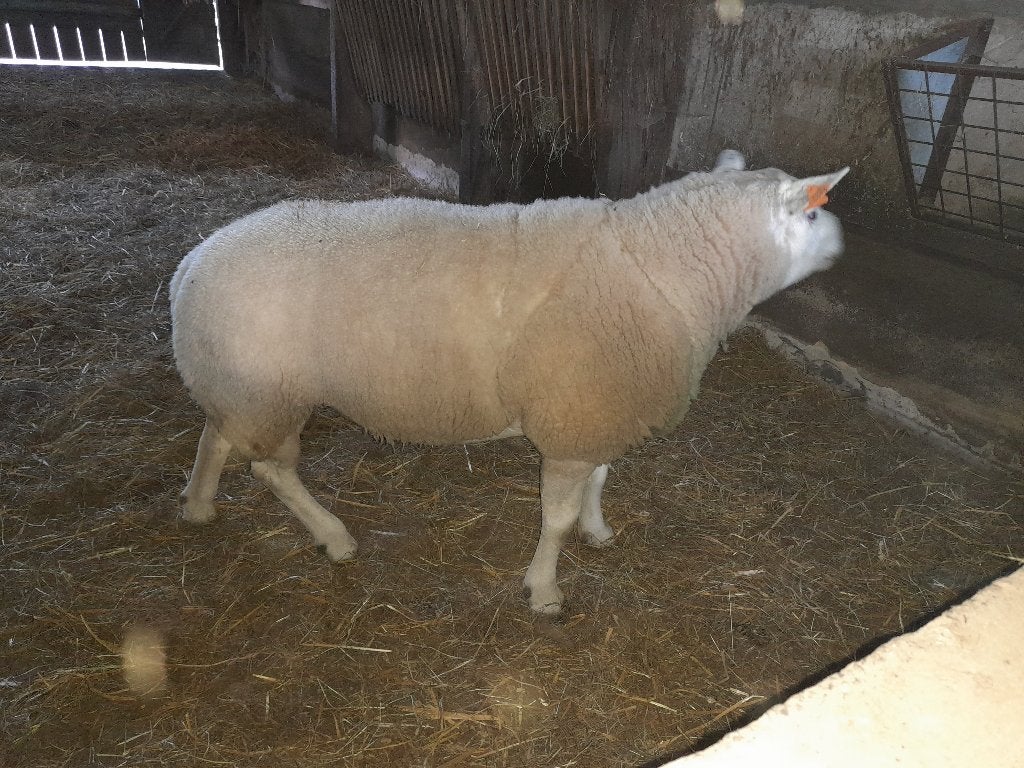 Franse Texel ram, Dieren en Toebehoren, Mannelijk, Schaap, 3 tot 5 jaar