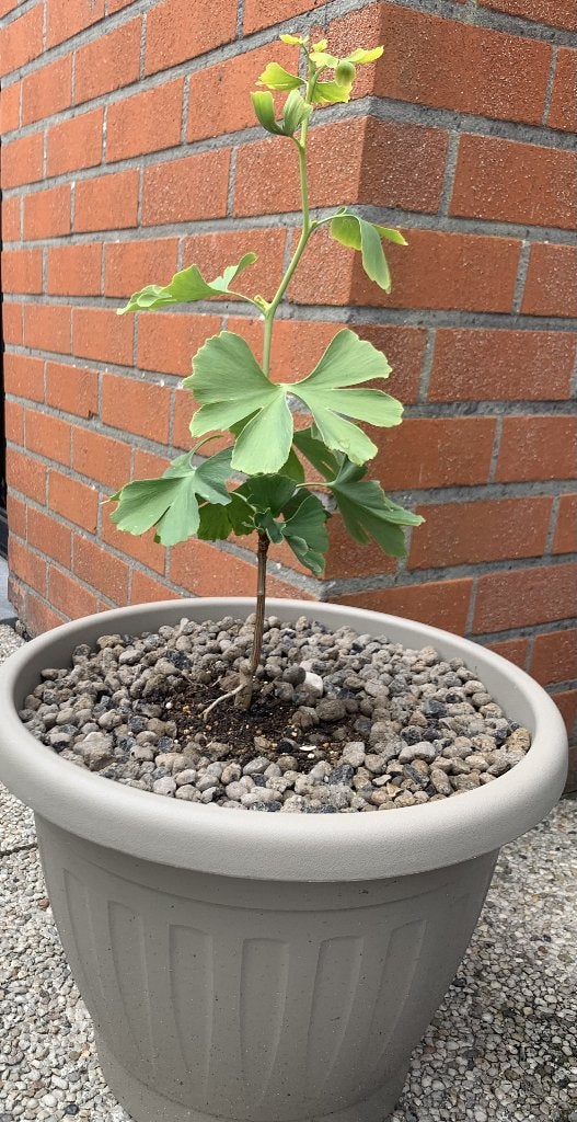 Ginkgo Biloba, Jardin & Terrasse, Plantes | Arbres, Enlèvement, Automne, En pot
