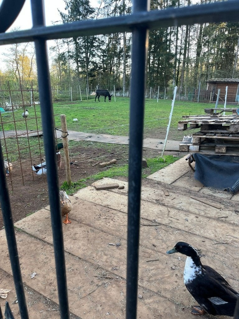 vijver te koop, Ophalen