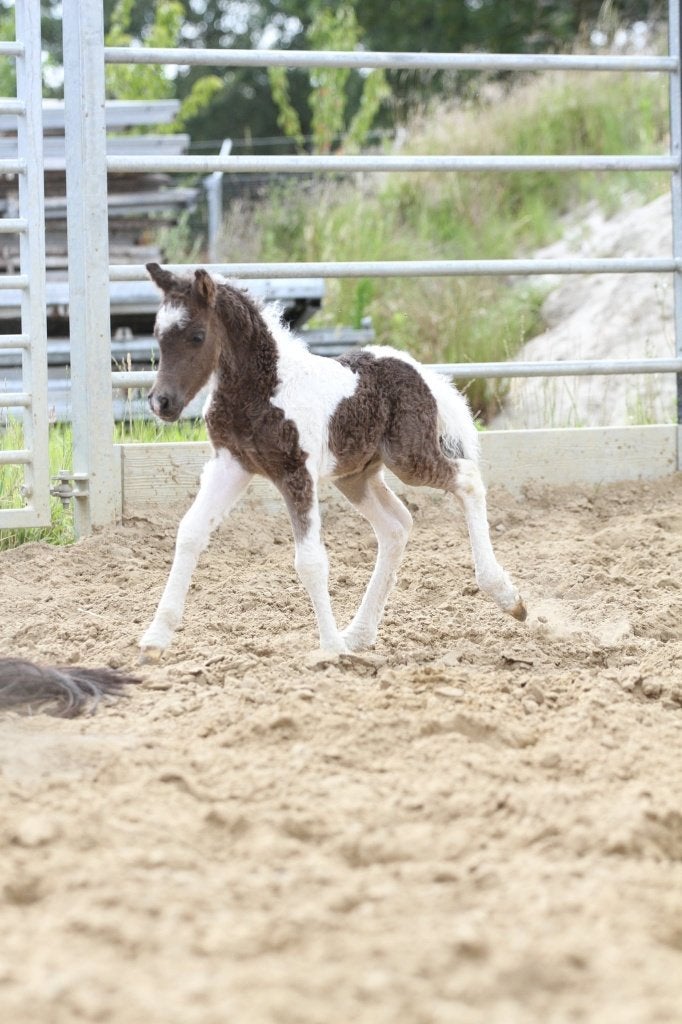 Curly paardenveulens, Poney de récréation, 0 à 2 ans, Avec pedigree, Poney A (jusqu'à 1.17 m)