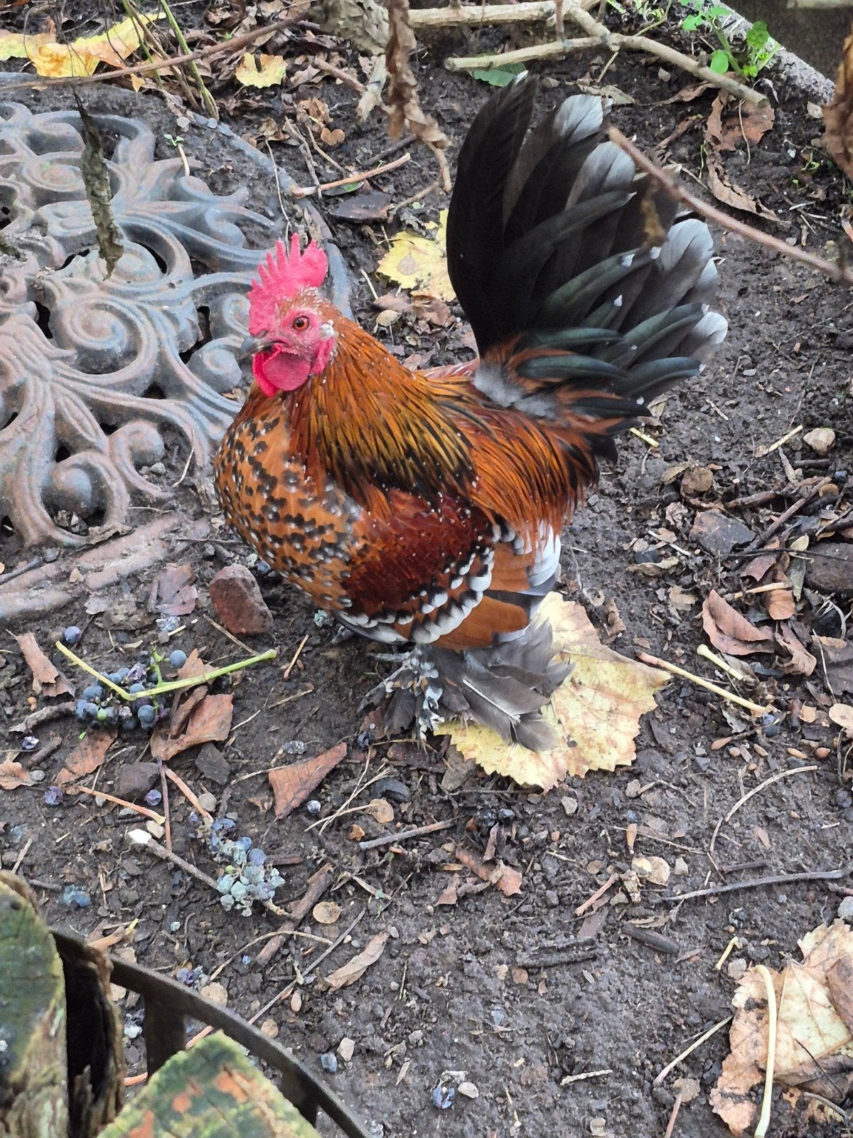 Nederlandse sabelpootkriel Haan, Mâle, Poule ou poulet