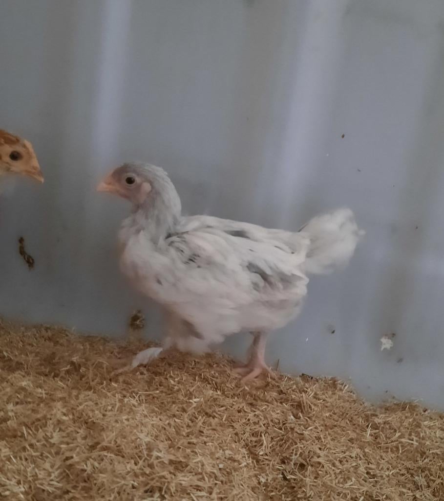 Marans kuikens, Dieren en Toebehoren, Pluimvee, Meerdere dieren, Kip