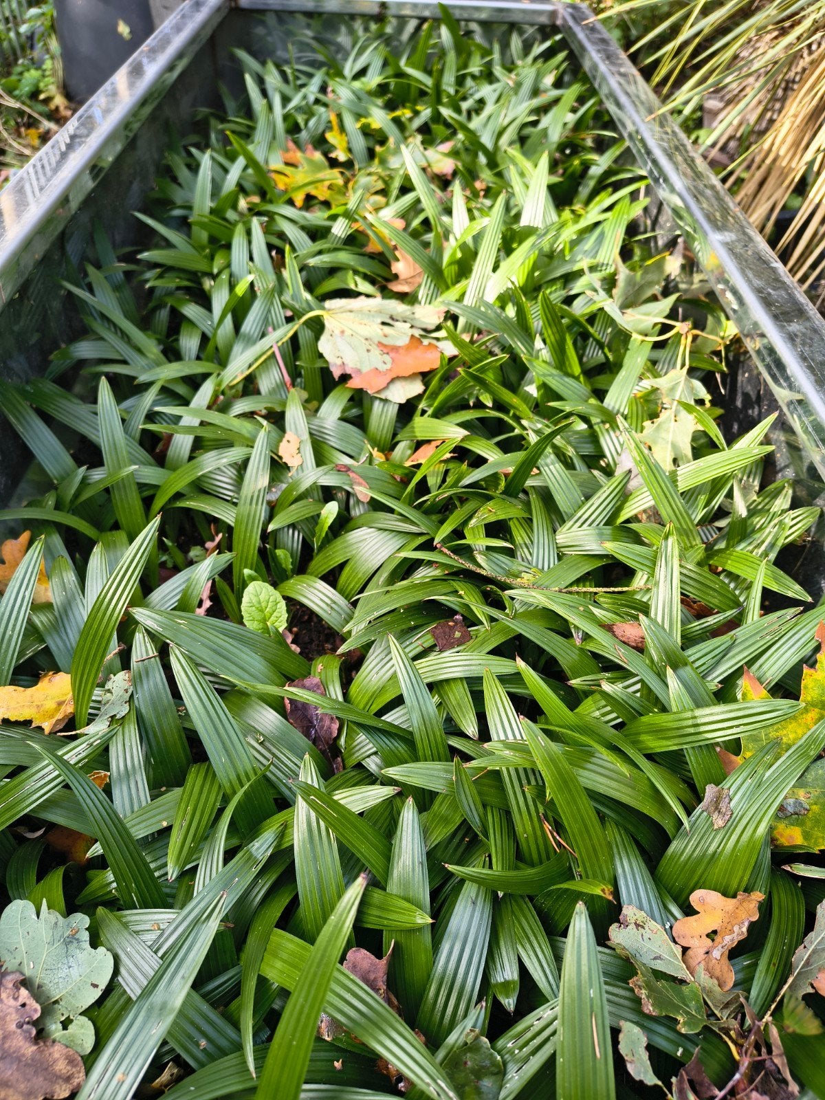 Palmbomen Zaailingen Zonder Pot Trachycarus Fortunei, Enlèvement