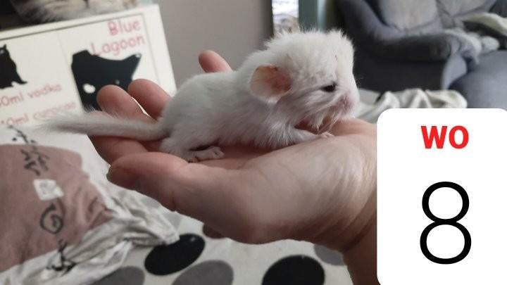 Chinchilla wit vrouwtje, April, Chinchilla