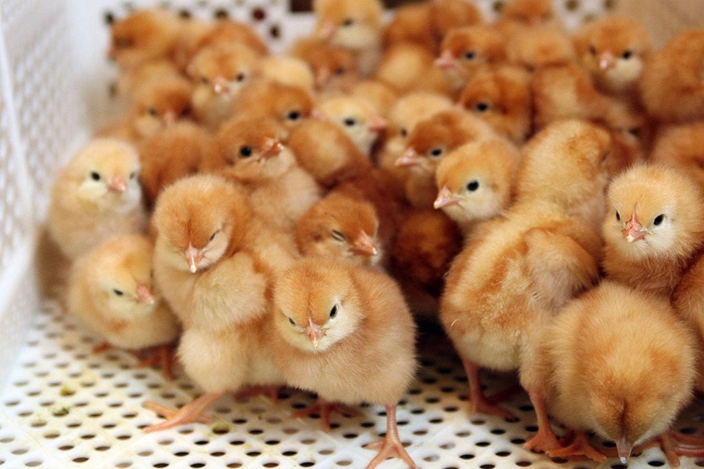 dag kuikens voor vlees of leg uitkomst 27 oktober 13 rassen, Dieren en Toebehoren, Meerdere dieren, Kip