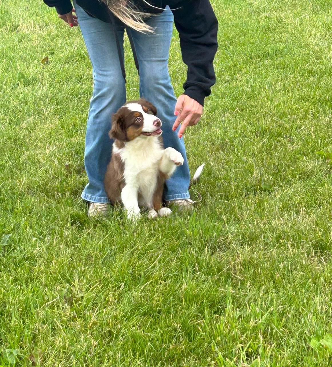 Mini aussie - 12 weken - met stamboom, Animaux & Accessoires, Chiens | Bergers & Bouviers, Chien (mâle), Un chien, Hépatite contagieuse (maladie de Rubarth)