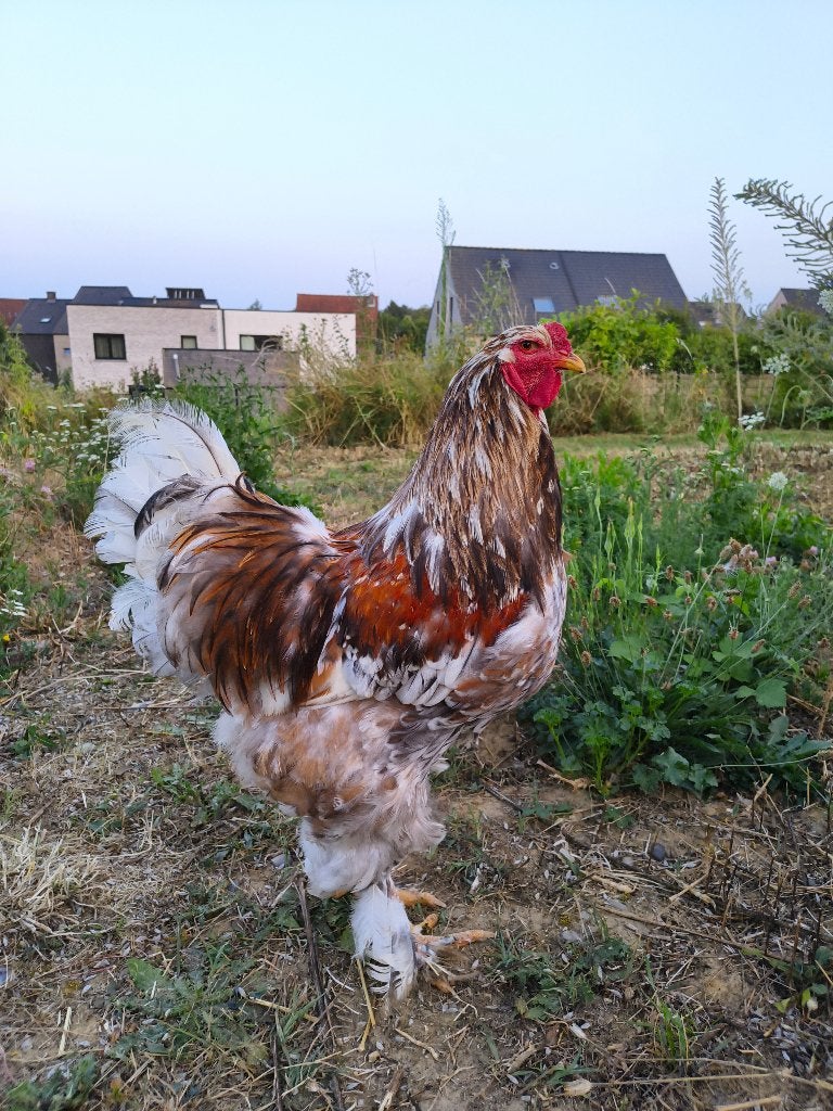 Brahma haan blauwporselein, Dieren en Toebehoren, Mannelijk, Kip
