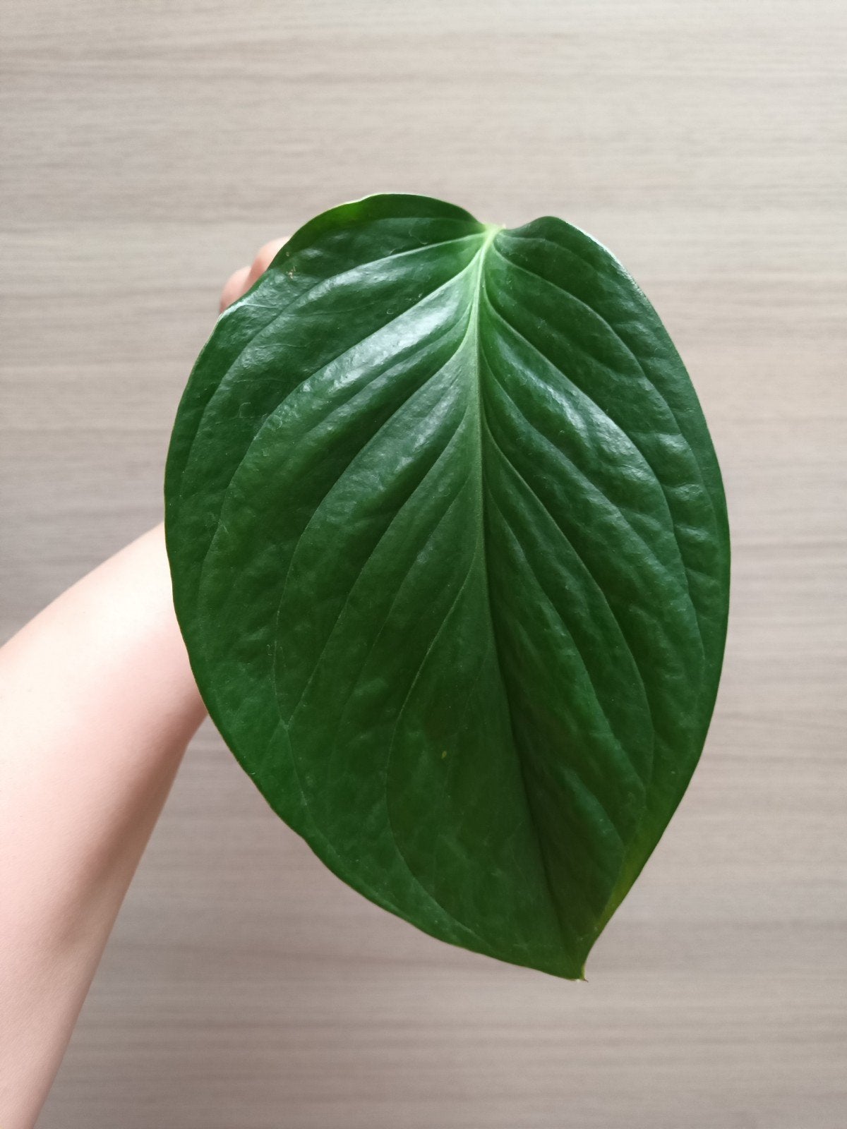 Monstera pinnatipartita, Huis en Inrichting, Ophalen of Verzenden