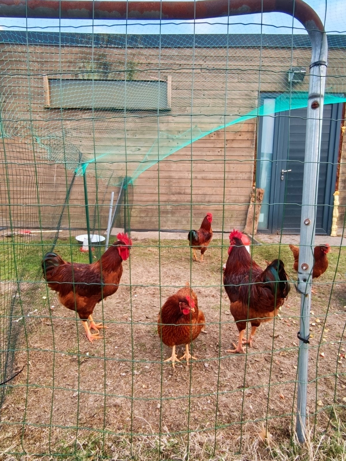 4 kippen en 3 Haanen te koop, Mars, Plusieurs animaux