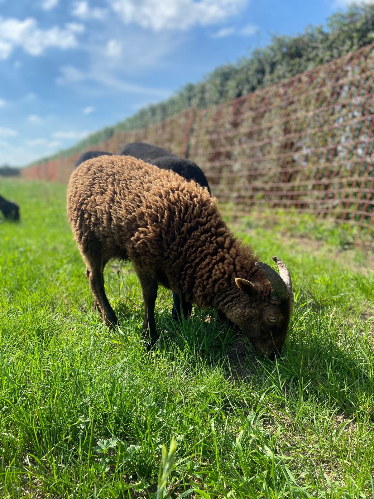 Ouessant ram lam, Dieren en Toebehoren, Mannelijk, Schaap, 0 tot 2 jaar