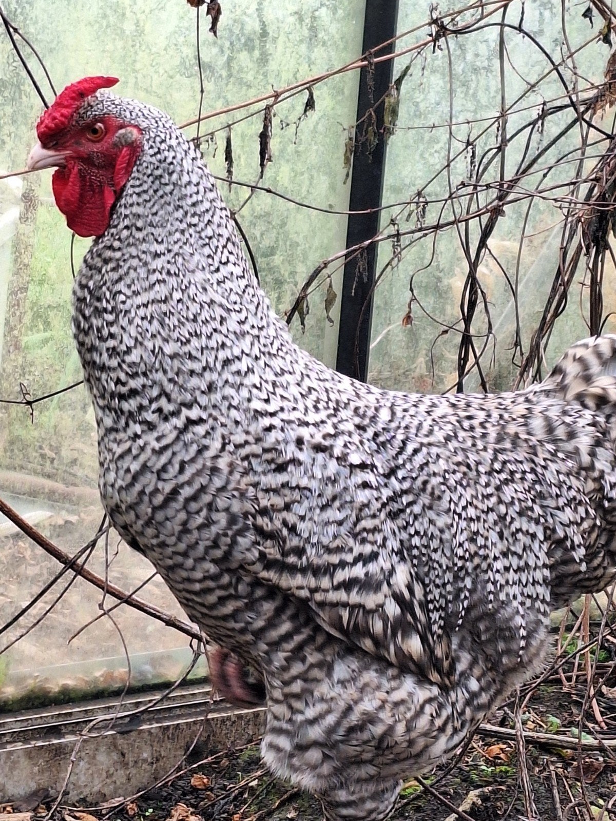 Izegemse koekoek haan, Dieren en Toebehoren