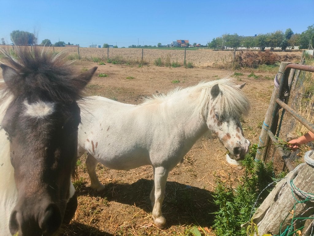 Pony merrie, Dieren en Toebehoren, Merrie, Niet van toepassing, Gechipt, A pony (tot 1.17m)