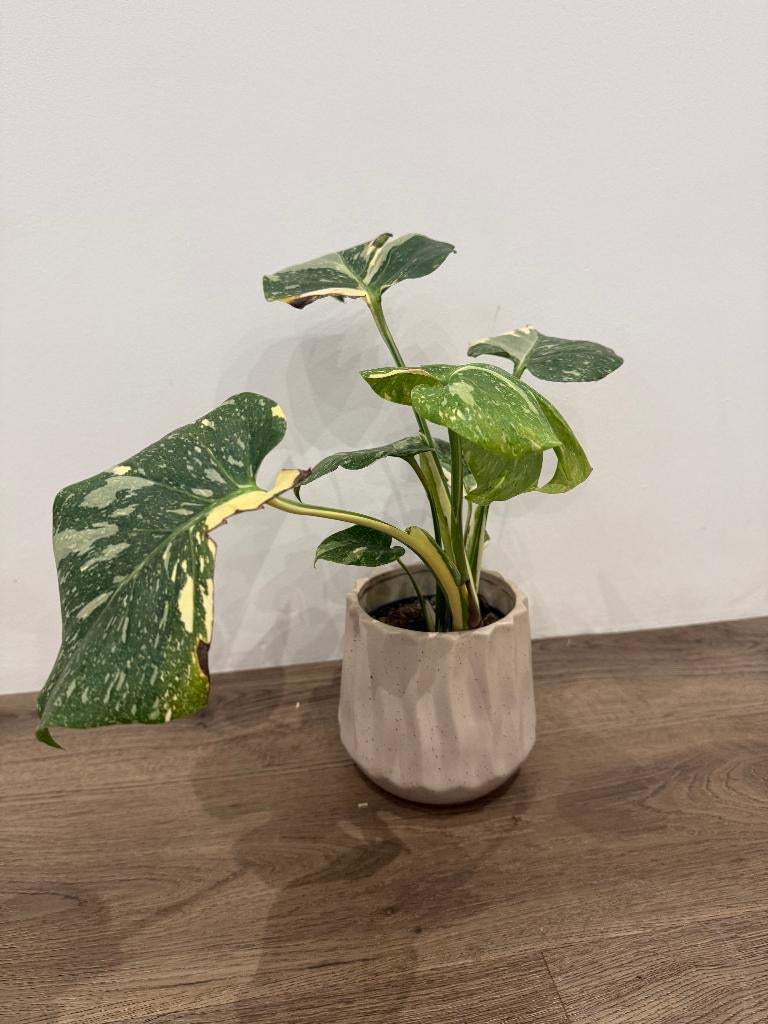 Monstera Thai Constellation, Huis en Inrichting, Overige soorten, Minder dan 100 cm, Groene kamerplant, Halfschaduw
