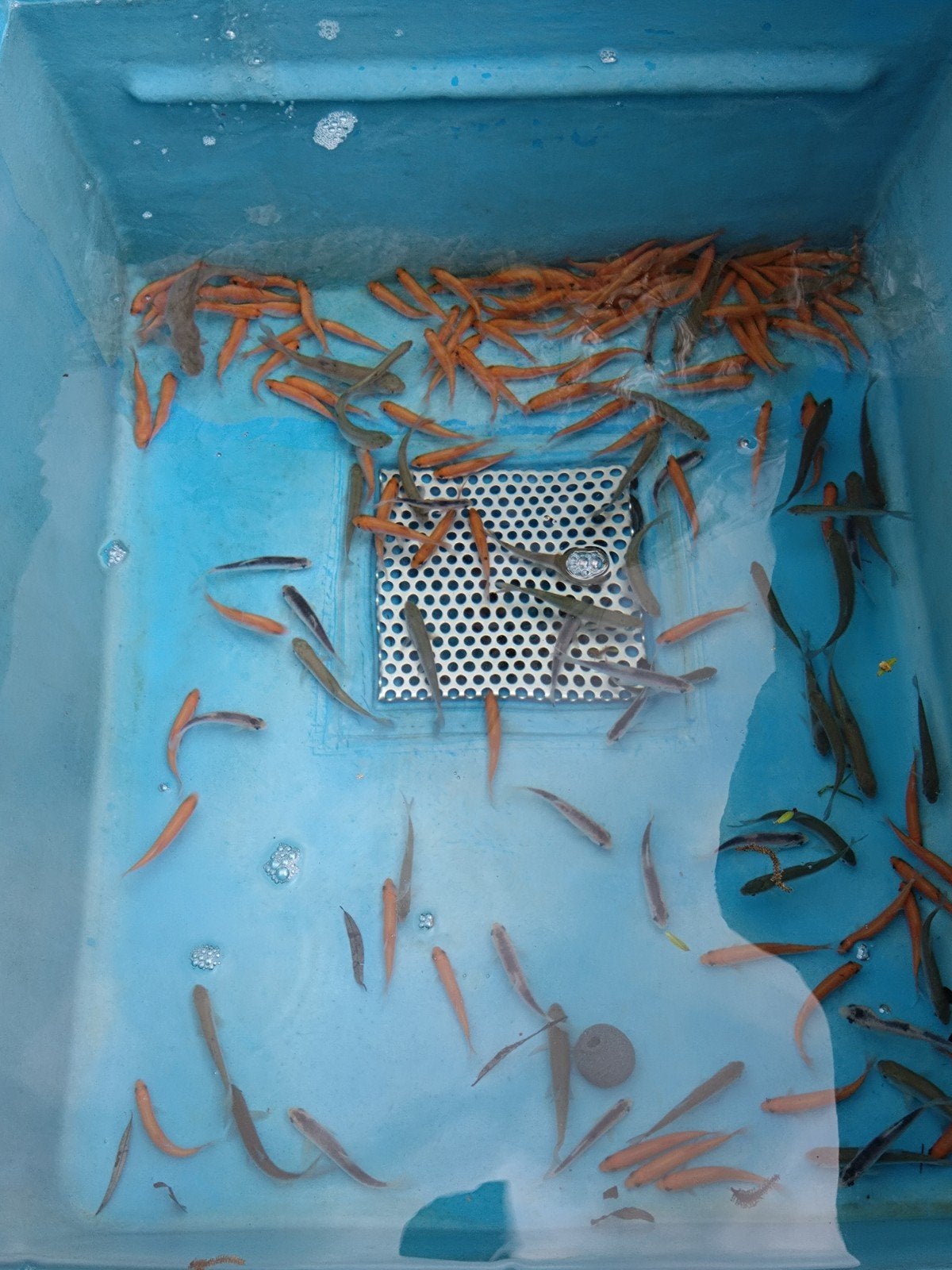 Goudwinde, blauwe Winde, zilverwinde, Dieren en Toebehoren