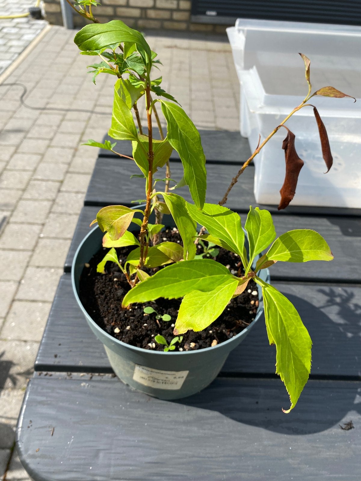 À vendre 2 plants de Forsythia, Jardin & Terrasse, Enlèvement
