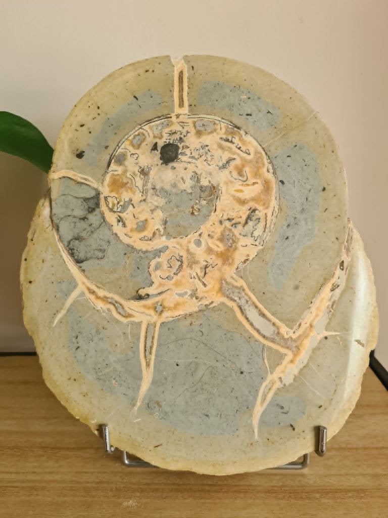 Prachtig groot fossiel van een zeedier (prehistorie - 8,5kg), Antiek en Kunst, Curiosa en Brocante, Ophalen