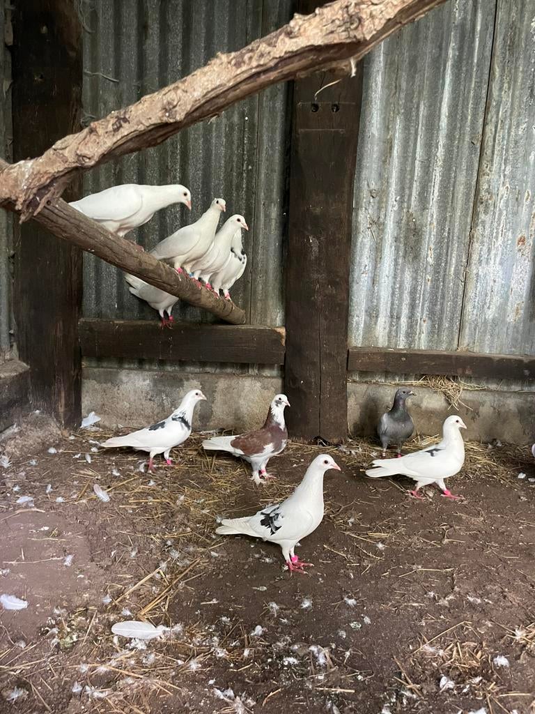 Pigeons de toutes les couleurs, Enlèvement ou Envoi