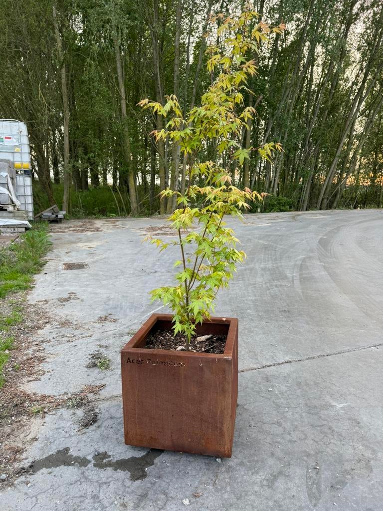 Acer Palmatum in bak - japanse esdoorn, Tuin en Terras, Ophalen