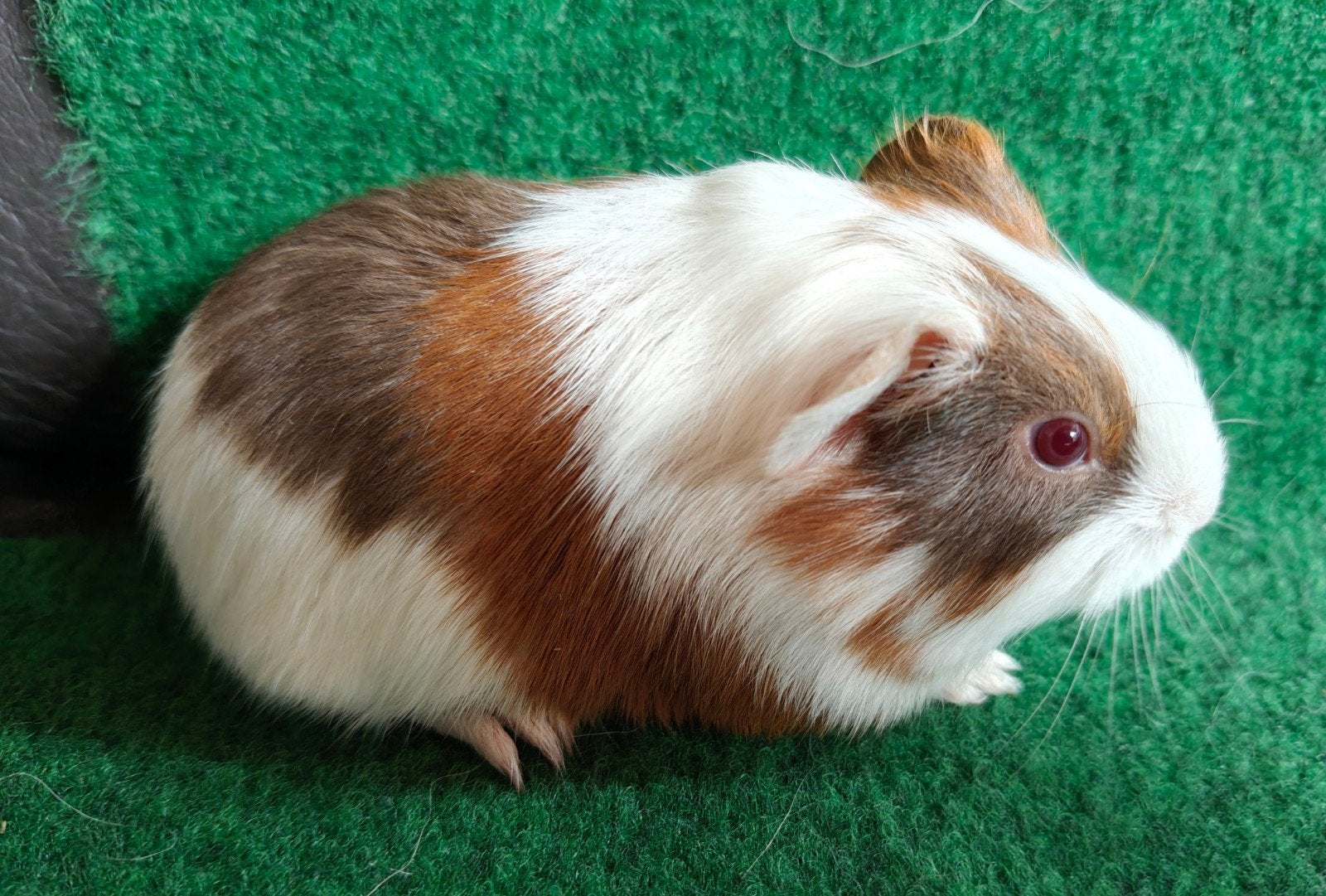 jonge cavia's 1 beertje 2 zeugjes, Août, Plusieurs animaux, Cobaye