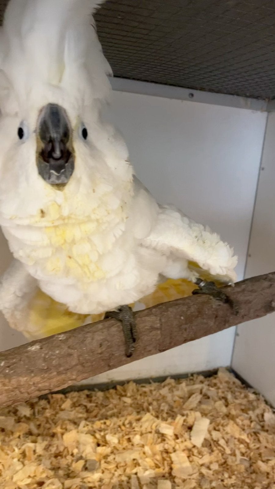 Cacatoès alba, Animaux & Accessoires, Femelle