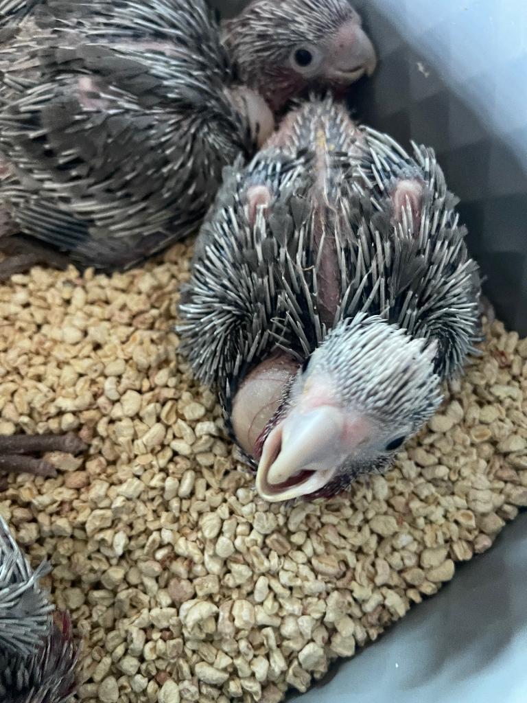 Tamme rose Kakatoe, Dieren en Toebehoren, Geslacht onbekend, Papegaai, Pratend