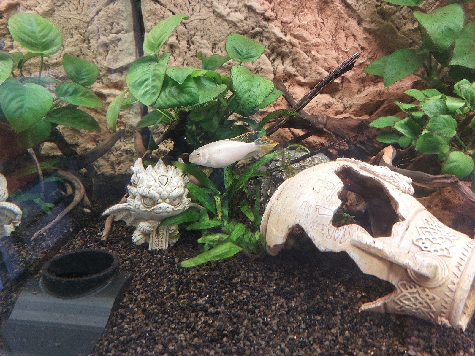 Aquarium vissen, Dieren en Toebehoren, Vissen | Aquariumvissen