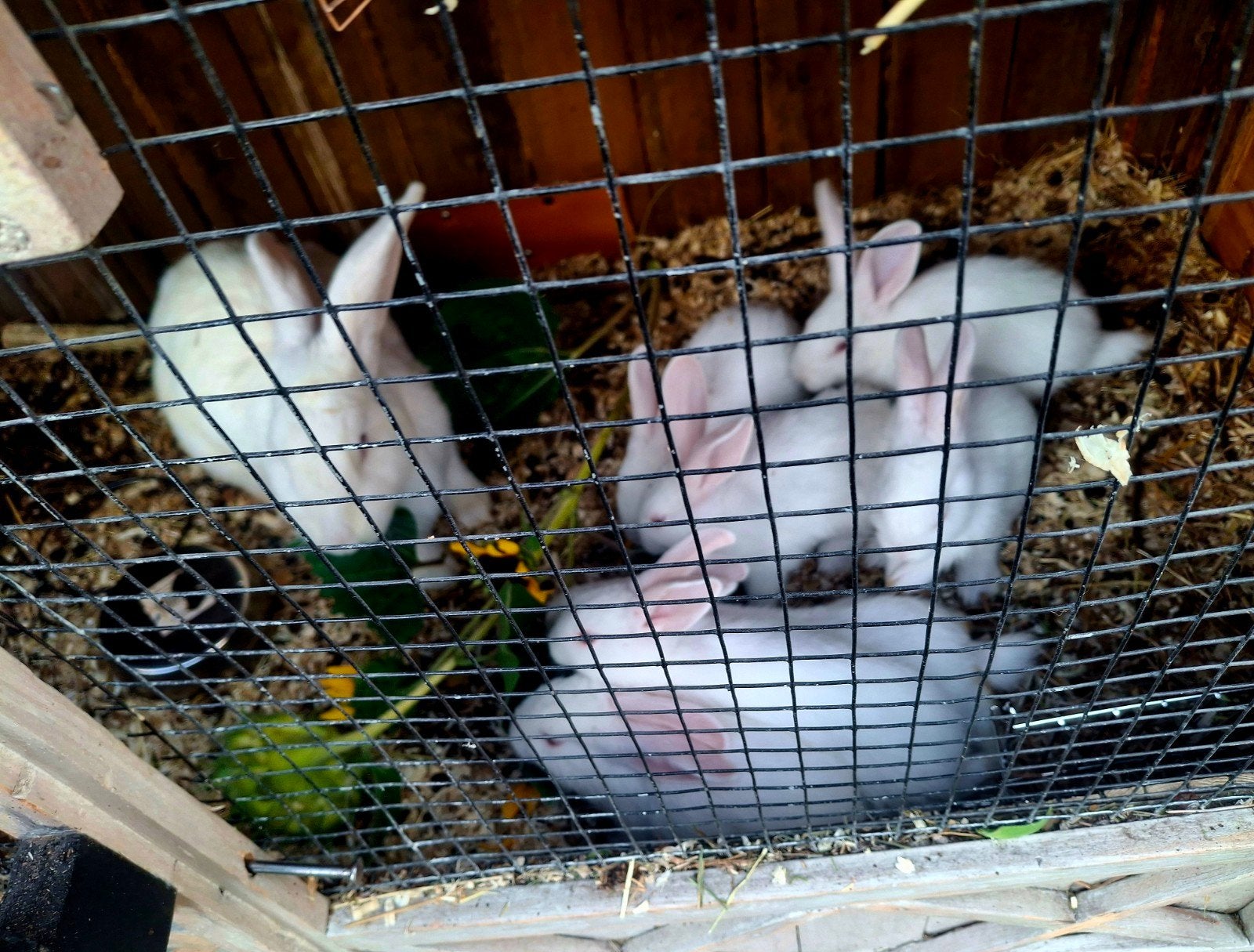 jonge konijnen, Dieren en Toebehoren, Konijnen