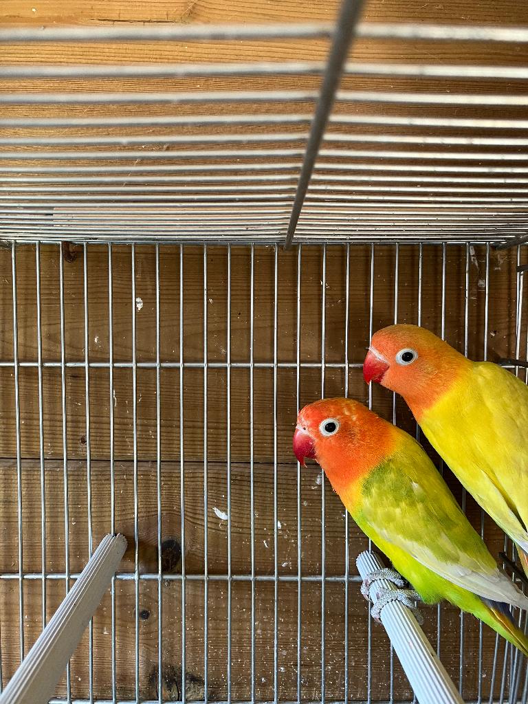 parkieten agaporniden, Dieren en Toebehoren, Vogels | Parkieten en Papegaaien, Meerdere dieren, Dwergpapegaai of Agapornis, Geringd