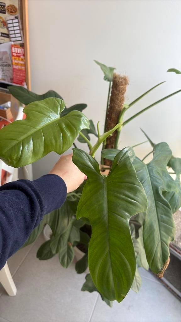 Grote kopstek philodendron silver violin, Huis en Inrichting, Kamerplanten, Overige soorten, Minder dan 100 cm, Groene kamerplant