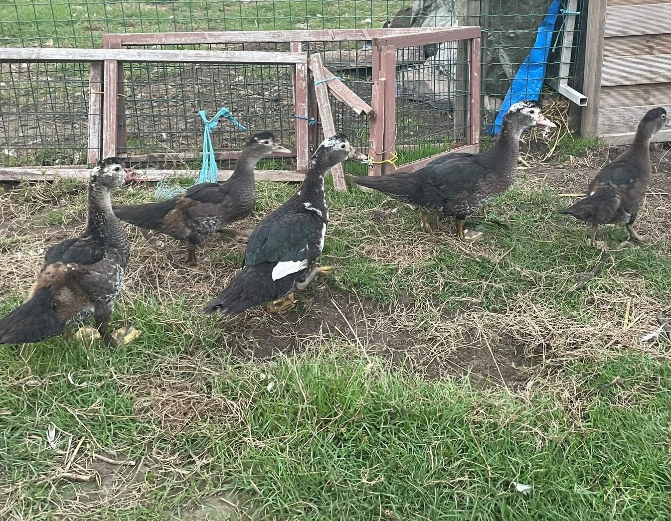 Jonge barberie eenden ( muskuseend), Dieren en Toebehoren