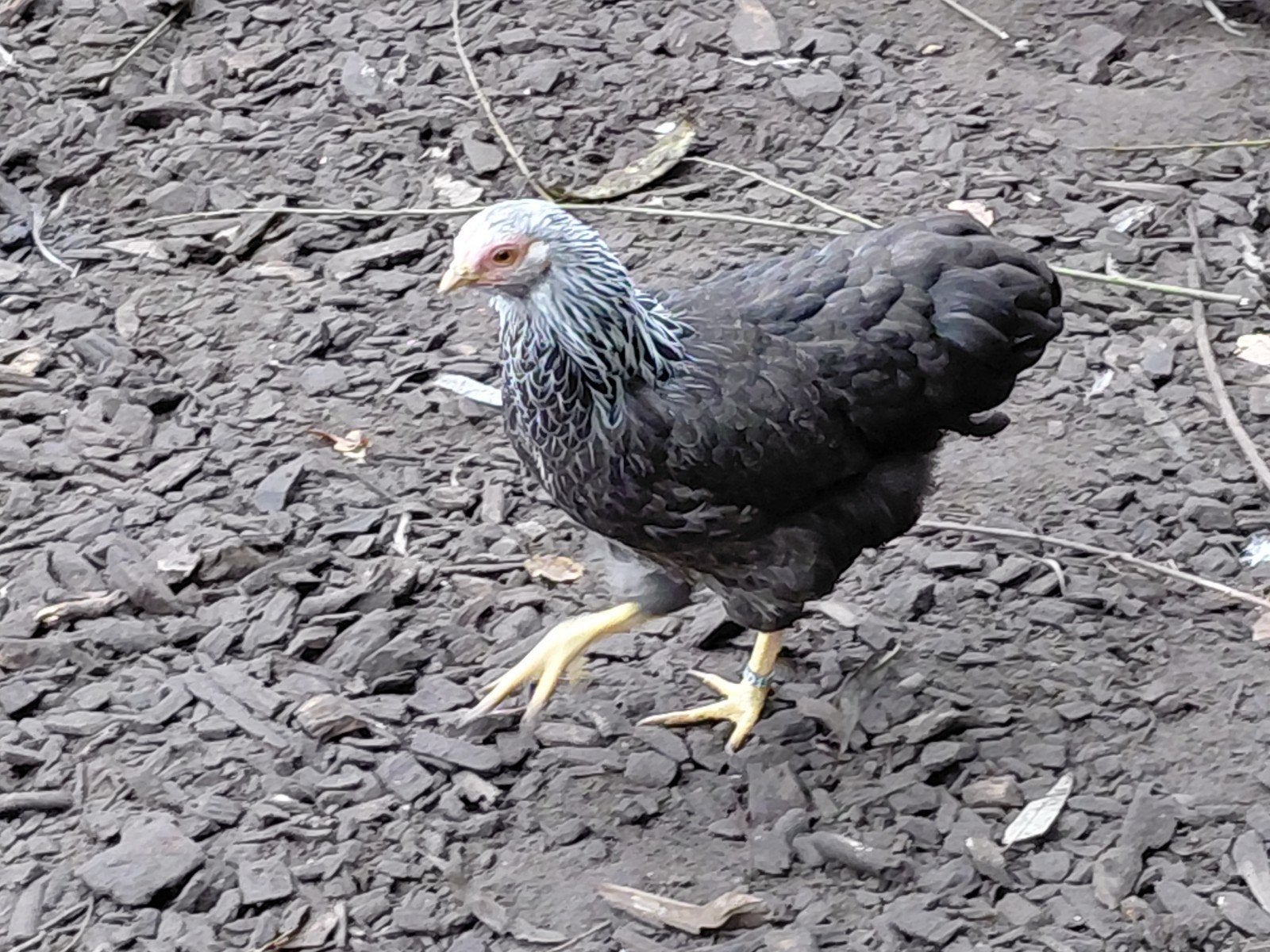waindot hennen, Dieren en Toebehoren
