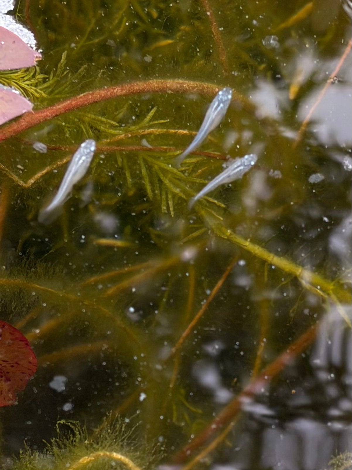Medaka oryzias latipes, Dieren en Toebehoren, Overige soorten