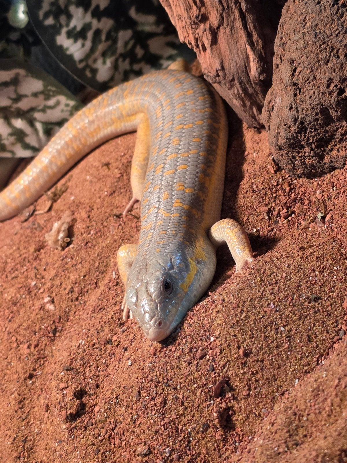 Berberskinks, Dieren en Toebehoren, Reptielen en Amfibieën
