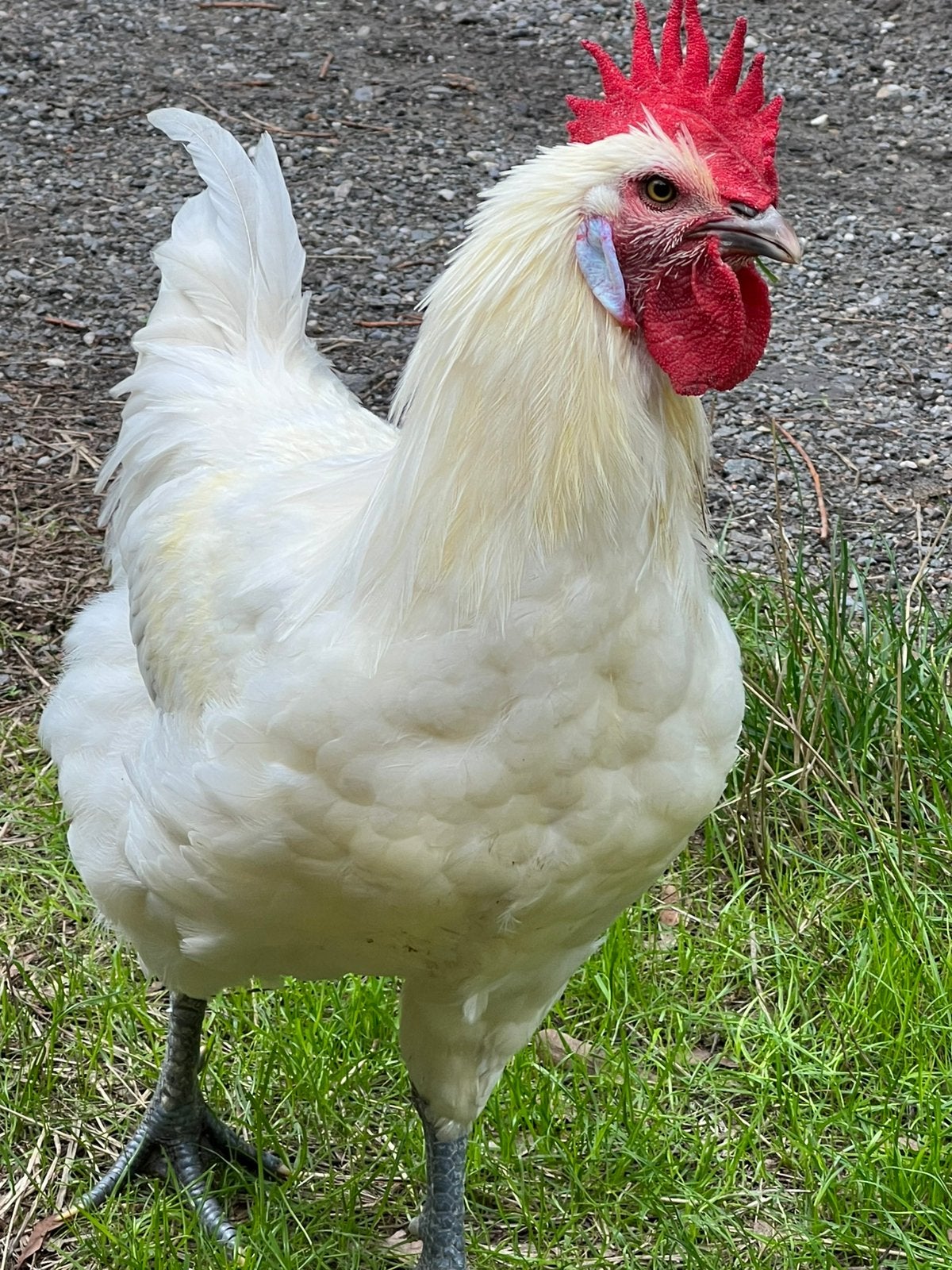 Haan 7-8 maanden, Mâle, Poule ou poulet