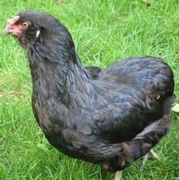 Marans, Cream Legbar, Araucana et Eurocana, Poule ou poulet