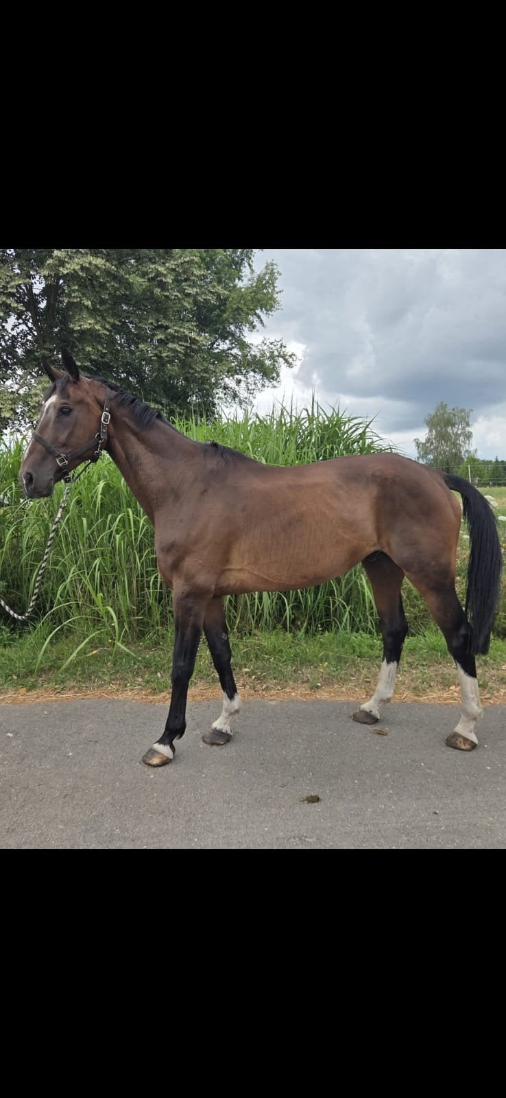 Bwp allrounder, Dieren en Toebehoren, Paarden, Ruin