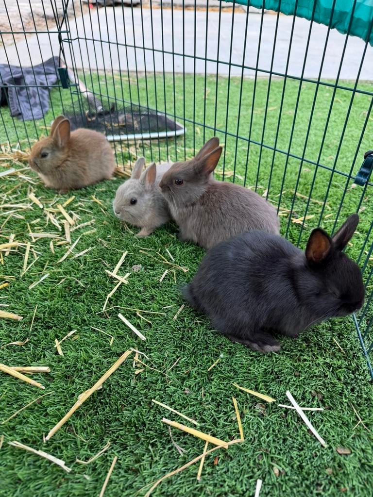 Dwerg konijntjes, Meerdere dieren, Dwerg, 0 tot 2 jaar