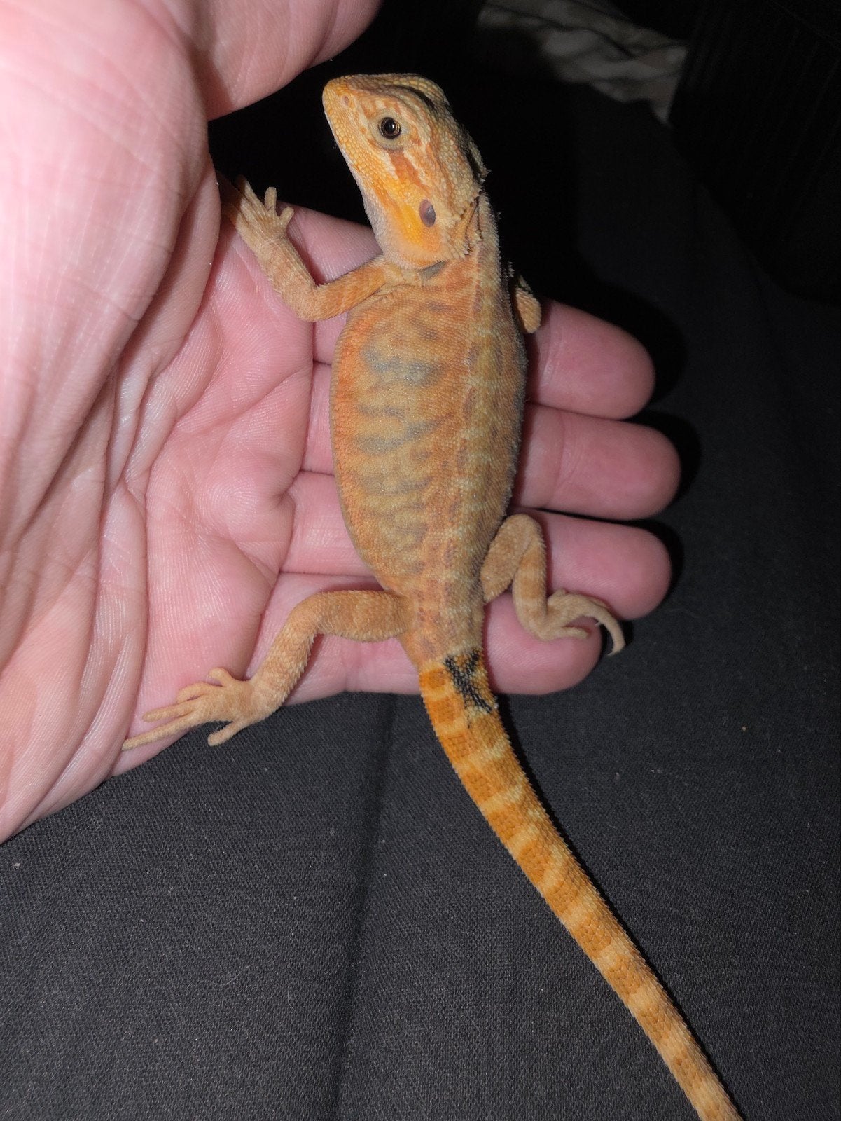 Beau petit bonhomme dragon barbu orange à barres bleues, Lézard, Domestique, 0 à 2 ans