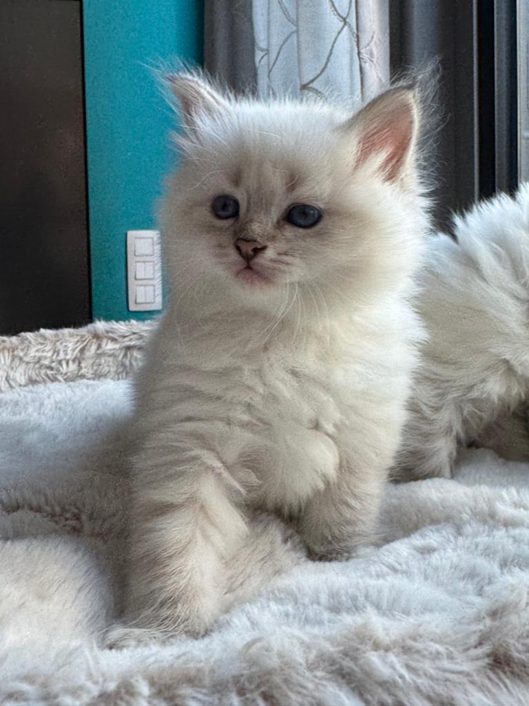 Neva Masquerade kittens te koop, Meerdere dieren, Met stamboom, 0 tot 2 jaar