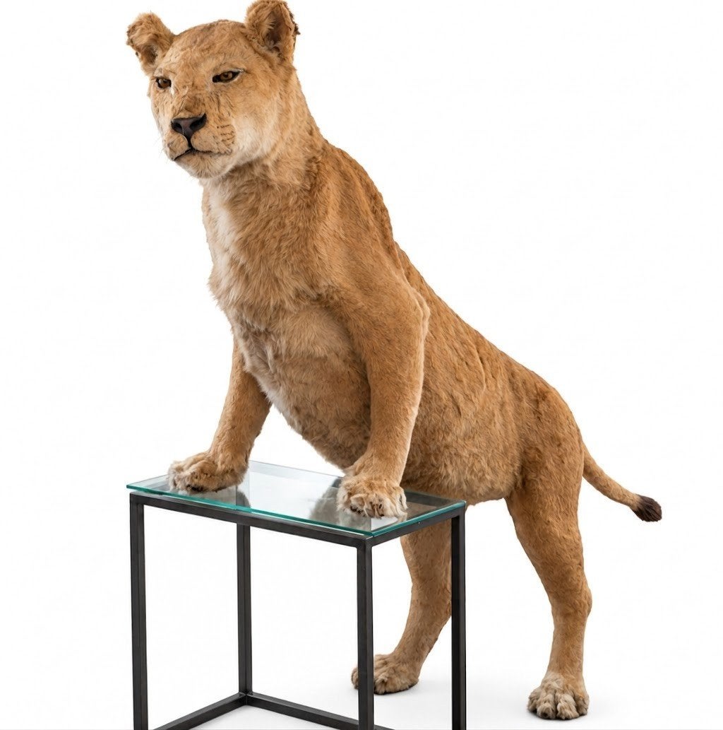 Lionne en peluche spéciale de taxidermie avec des papiers, Enlèvement, Comme neuf, Animal sauvage, Animal empaillé