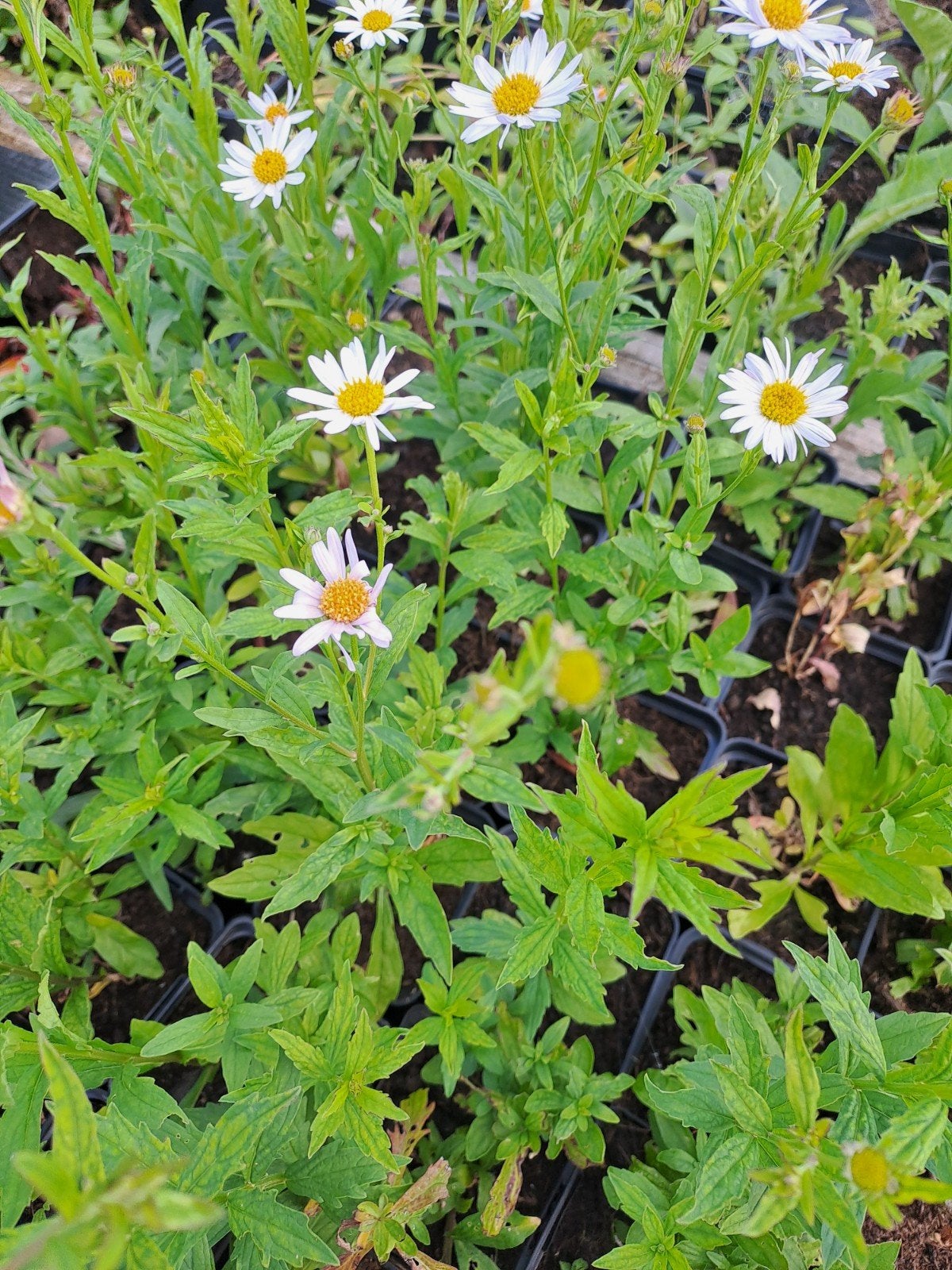 Kallimeris tardiva  Mon Jardin, Ophalen