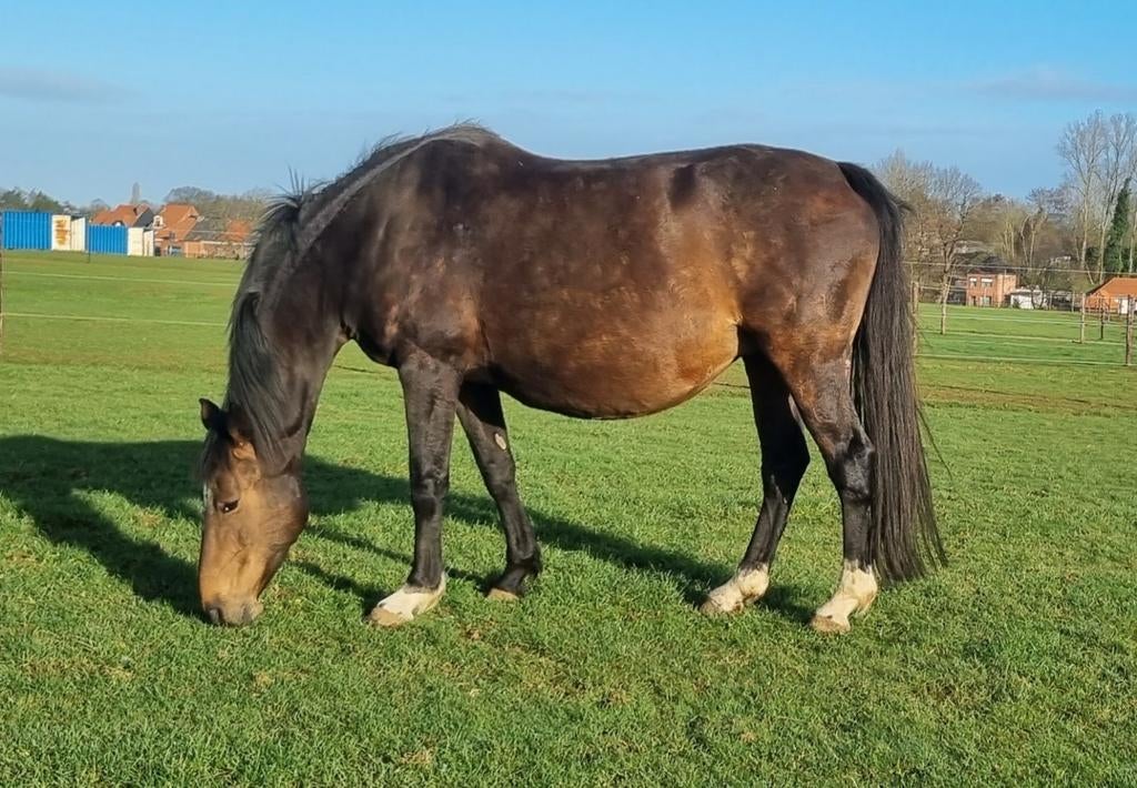 2 fokmerries te koop, Dieren en Toebehoren, Paarden, Merrie, Z
