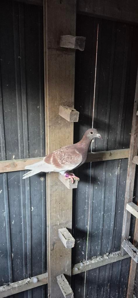 Duiven te koop, Dieren en Toebehoren