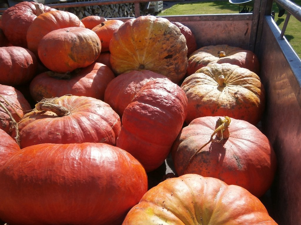 kastanjepompoen, Articles professionnels, Agriculture | Pommes de terre, Légumes, Fruits & Viande, Enlèvement