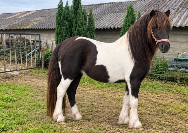 Shetlander merrie, Dieren en Toebehoren, Merrie