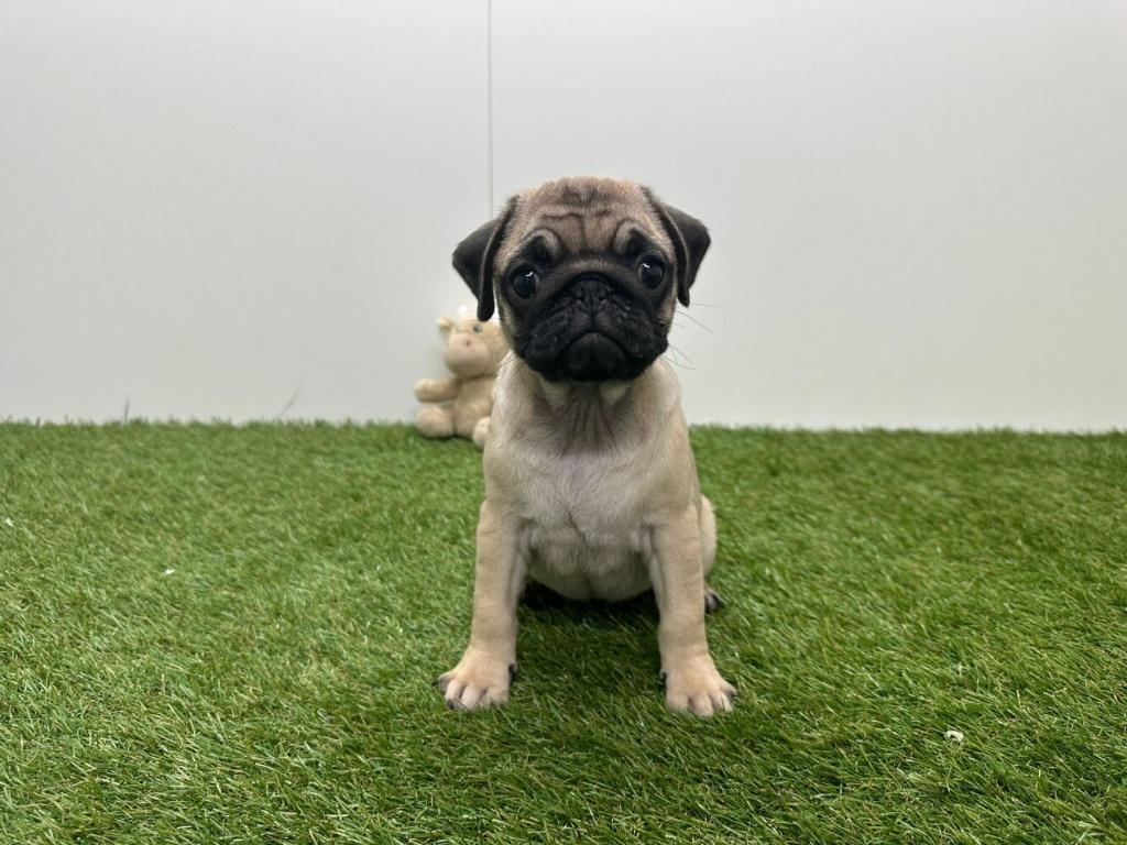 Mopshond pups, Dieren en Toebehoren, Honden | Chihuahua's en Gezelschapshonden, België, Overige rassen, 8 tot 15 weken, Parvo