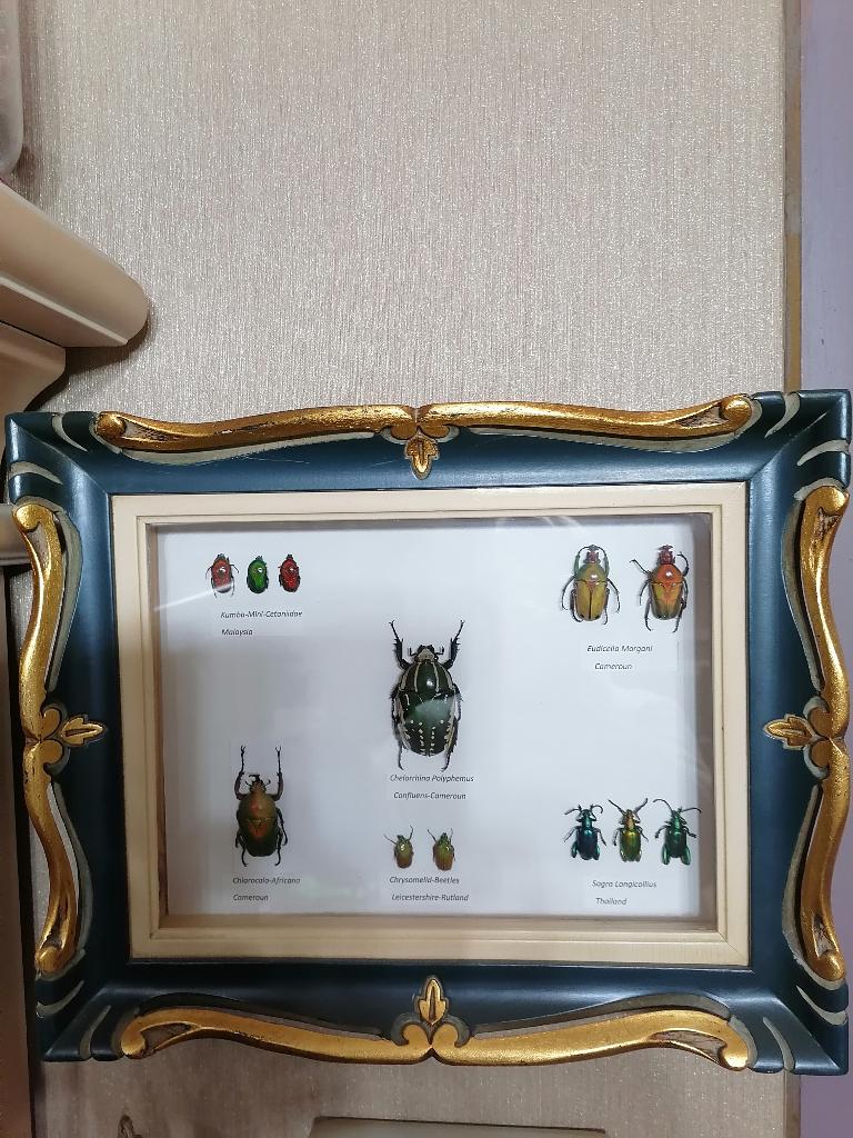 Taxidermy, Verzenden, Nieuw, Insect, Opgezet dier